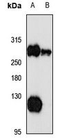 Anti-USP9X Antibody