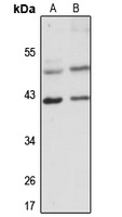 VPS26A antibody