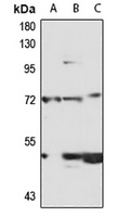 Anti-WAC Antibody