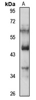 WDR18 antibody