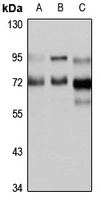 Anti-WDR26 Antibody