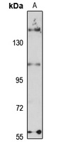Anti-WDR52 Antibody