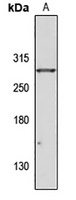 Anti-WDR81 Antibody