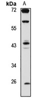 WNT10B antibody