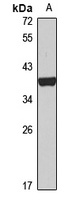 WNT7A antibody