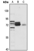 XPNPEP1 antibody