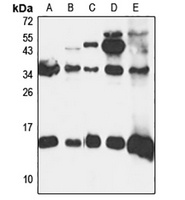 YPEL5 antibody