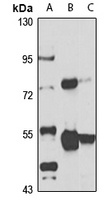 Anti-ZAK Antibody