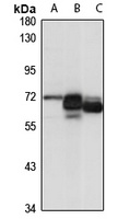 ZC3H12D antibody