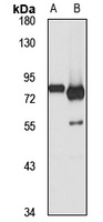 ZFP64 antibody