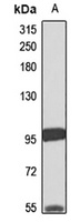 Anti-ZFYVE16 Antibody