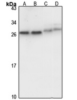 Anti-ZMAT2 Antibody