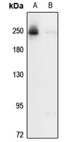 Anti-ZMYM4 Antibody