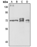 Anti-ZNF131 Antibody