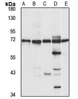 ZNF133 antibody