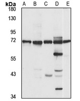 Anti-ZNF133 Antibody