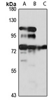 ZNF143 antibody