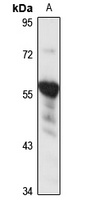 Anti-ZNF157 Antibody