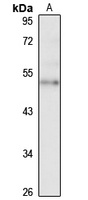 ZNF19 antibody