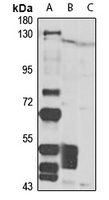 ZNF217 antibody