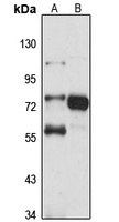 ZNF23 antibody