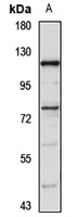 ZNF263 antibody