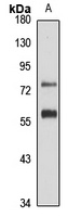 ZNF277 antibody