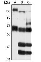 ZNF319 antibody