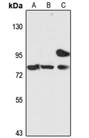 ZNF333 antibody