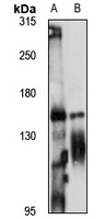 Anti-ZNF423 Antibody