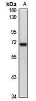 ZNF426 antibody