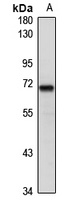 Anti-ZNF426 Antibody