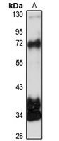 ZNF502 antibody
