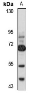 ZNF587 antibody