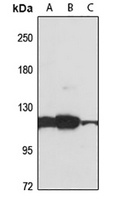 Anti-ZRANB3 Antibody