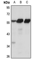 ZSCAN21 antibody