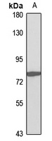 Anti-Zyxin Antibody