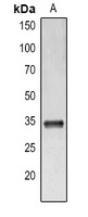 IL-33 antibody