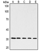 Anti-GAPDH Antibody