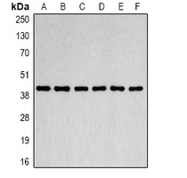 Anti-Beta-actin Antibody