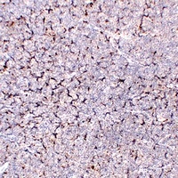 Anti-CD68 Antibody