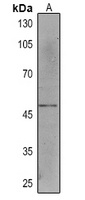 Anti-FLI1 Antibody