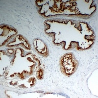 PSMA antibody