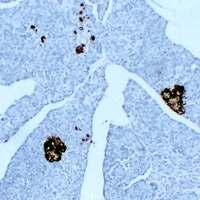 Synaptophysin antibody