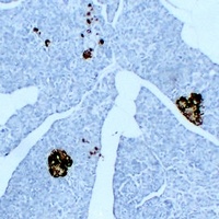 Anti-Synaptophysin Antibody