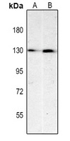 Anti-CD31 Antibody
