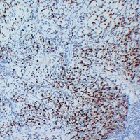 MYOG antibody