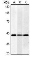 Actin pan antibody