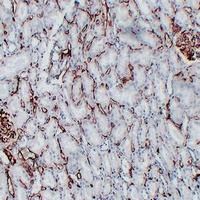 Anti-CD34 Antibody