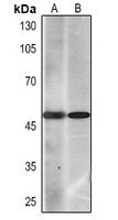 Cytokeratin 7 antibody